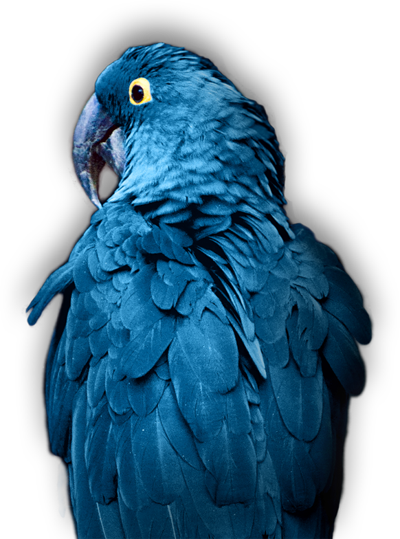 Parrot